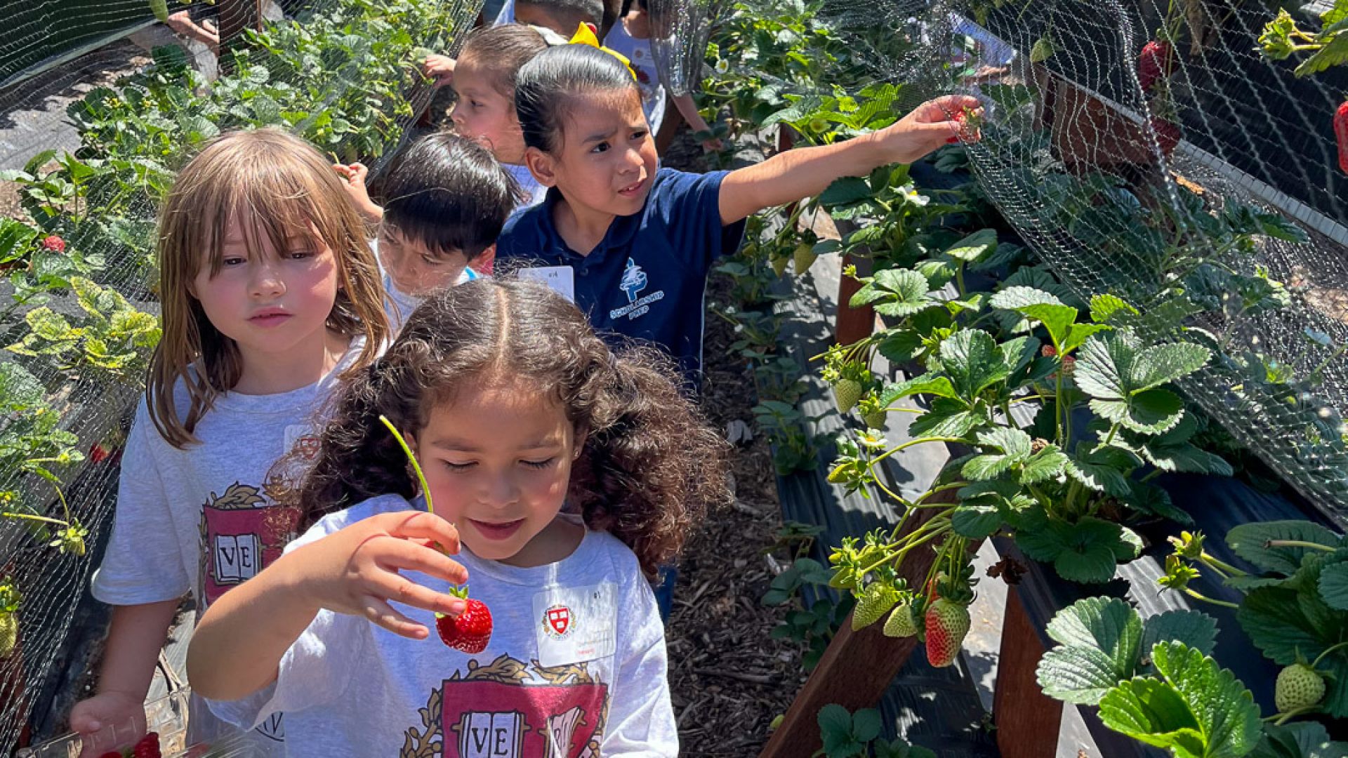 Young Scholars Explore Agriculture and Nature with Tanaka Farms Field Trip